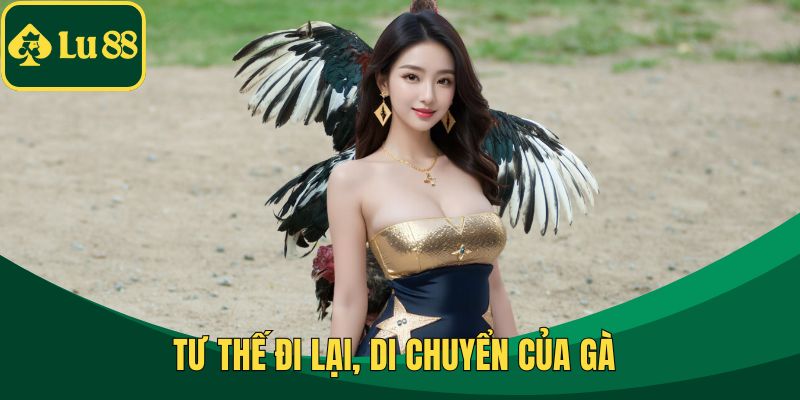 Tư thế đi lại, di chuyển của gà